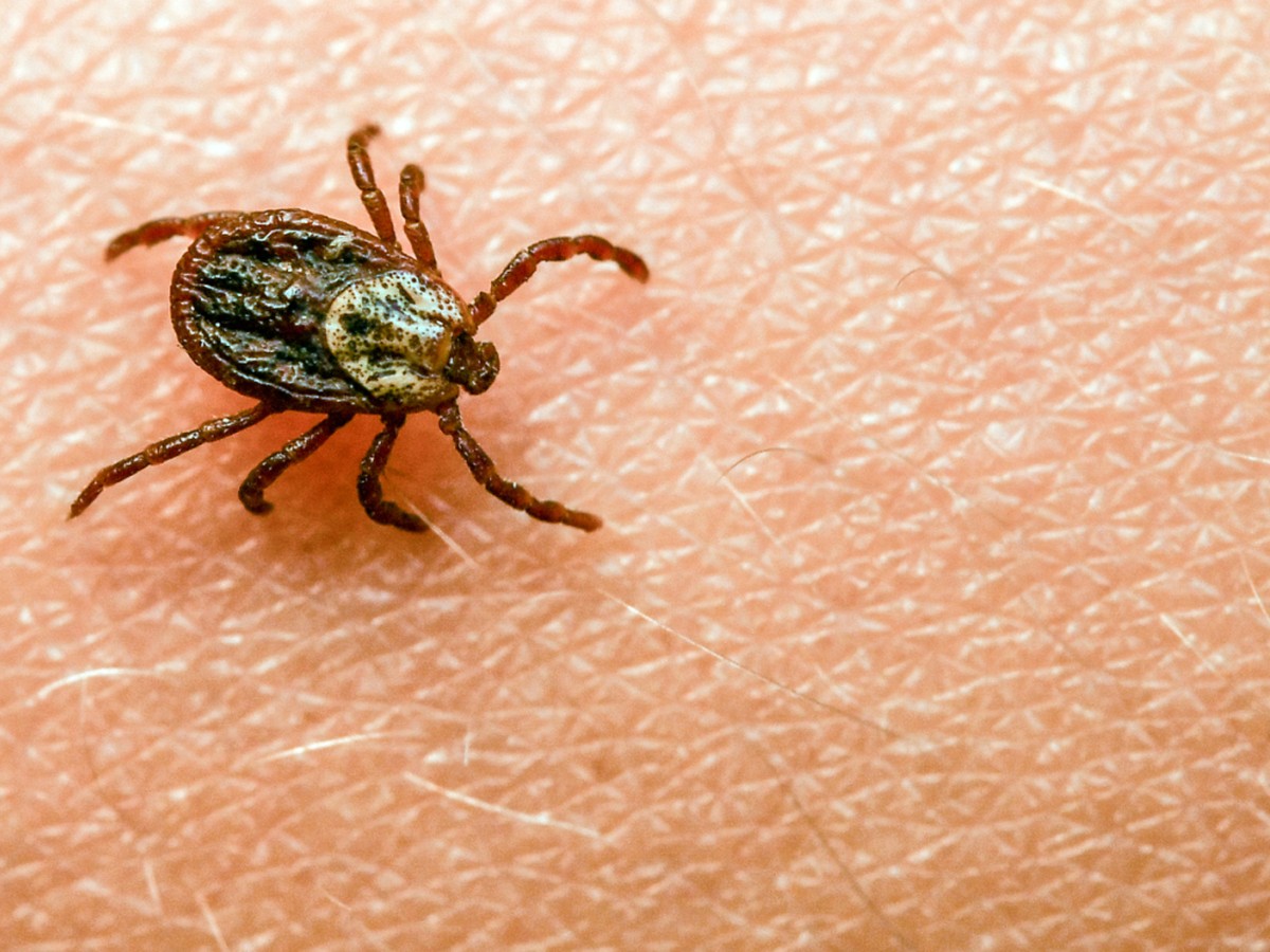 Plusieurs cas précoces d'encéphalite à tiques recensés en Suisse