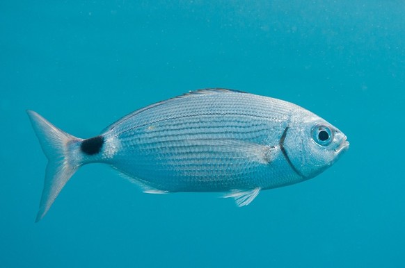 The ribbon bream, also called oblada, is an edible fish.