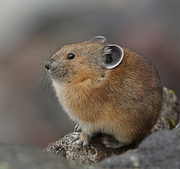 Pfeifhasen/Pikas