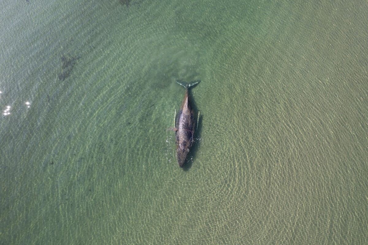 epa12850544 A handout photo made available by the non-profit marine conservation organization Sea Shepherd shows a beached whale lying in the waters of the Baltic Sea near Niendorf harbor in Timmendor ...