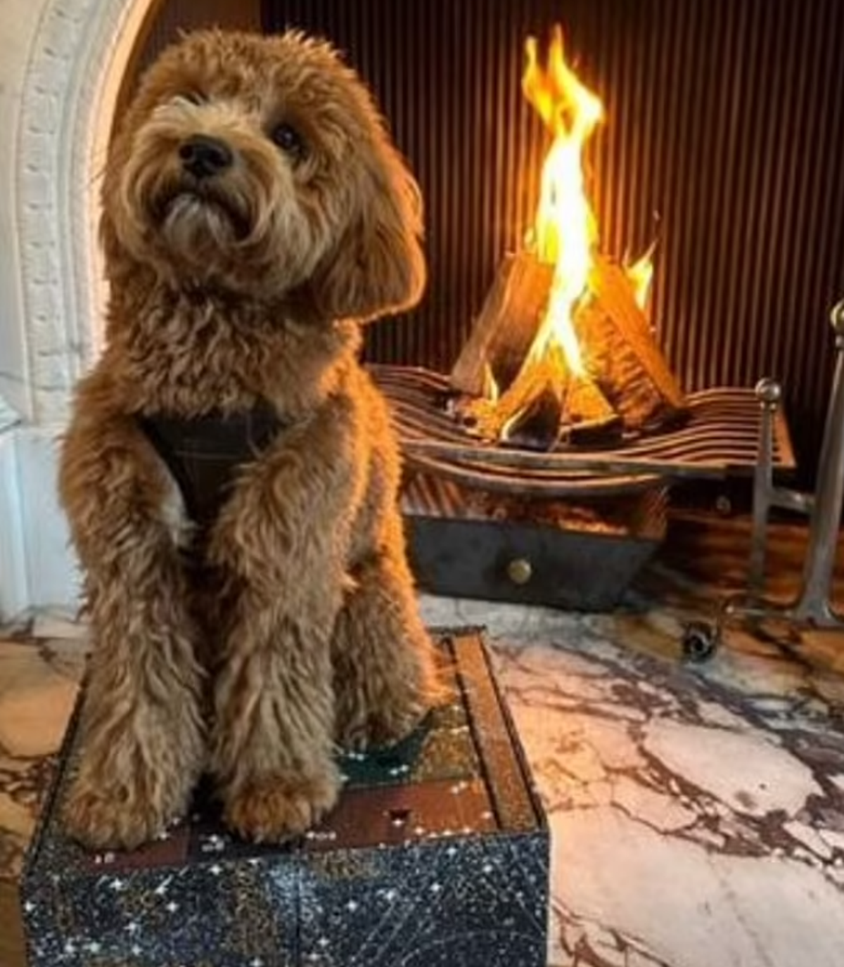 Ceci n'est pas une peluche.
