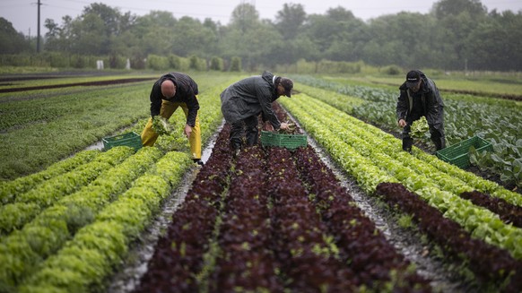 Arbeiter ernten Salat im Regen, bei der Firma Schlegel Gemuesebau, am Dienstag, 16. Mai 2023, in Buchs. Der andauernde Regen der vergangenen Wochen macht den Bauern zu schaffen. (KEYSTONE/Gian Ehrenze ...