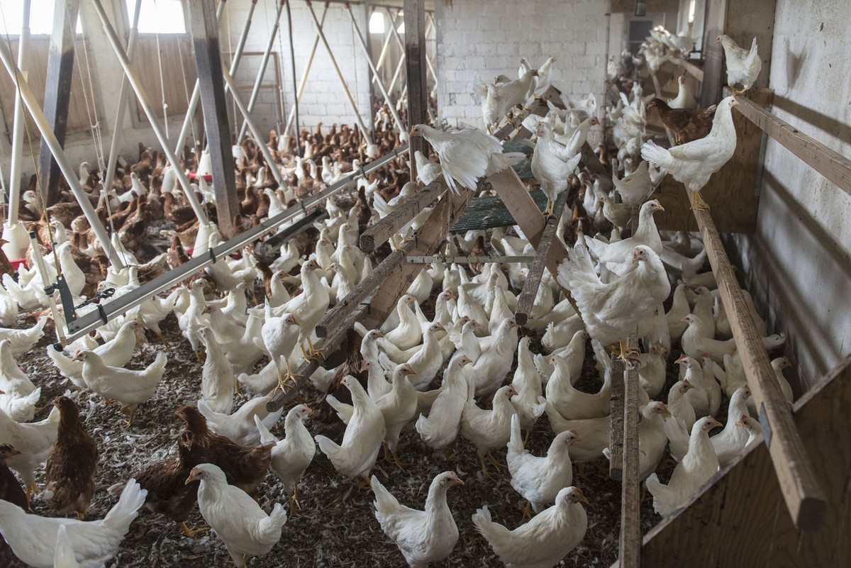 A coop with young laying hens which will begin to lay eggs in four weeks' time, pictured on June 3, 2013, in the free-range eggs production facility on the chicken farm of Paul von Euw in Obergla ...