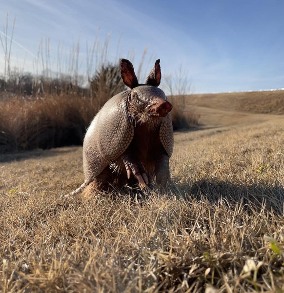 gürteltier cute news animal armadillo

https://www.reddit.com/r/Armadillo/comments/kwyuzu/met_this_cutie_on_my_bike_ride_today/