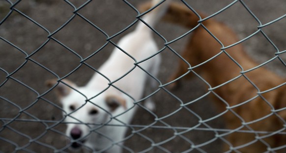 Abandoned dogs at the animal shelter Winkel in Kloten in the canton of Zurich, Switzerland, pictured on January 20, 2010. (KEYSTONE/Gaetan Bally)

Besitzerlose Hunde im Tierwaisenhaus Winkel in Kloten ...