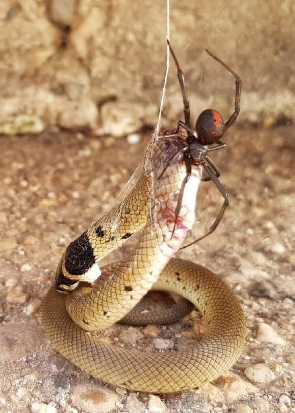 Gemäss dieser Rotrückenspinne gehören Braunschlangen zweifelsohne auf den Speiseplan.