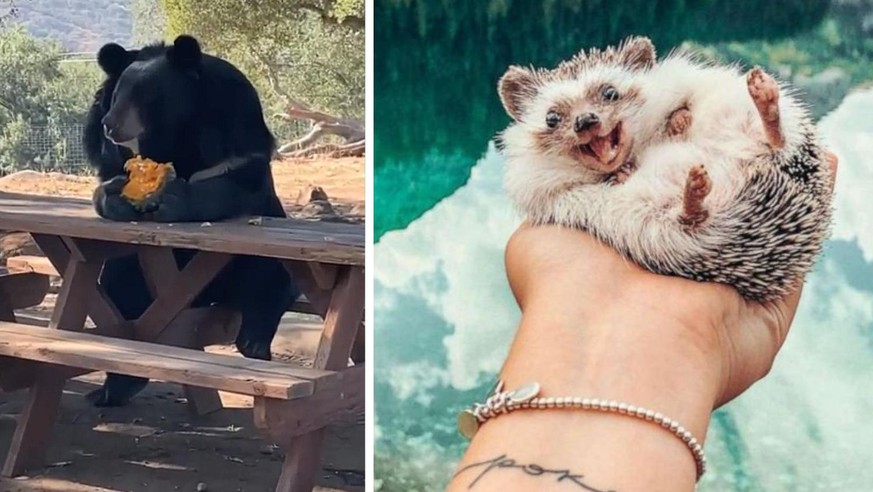 Cute News: Die sÃ¼ssesten und herzigsten Tierbilder dieser Woche - Vimarsana News