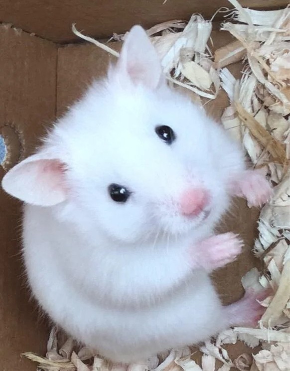 cute news animal tier hamster

https://www.reddit.com/r/hamsters/comments/vsgovp/hamster_is_balding/