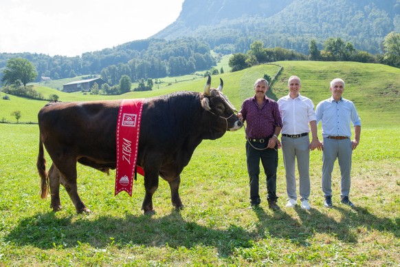 &lt;p&gt;Siegermuni Zibu: Original Braunvieh, geboren am 6. November 2021.&lt;/p&gt;