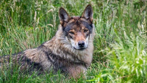 Europäischer Grauwolf/Wildgrauer Wolf (Canis lupus), der im Grasland am Waldrand ruht
Wolf