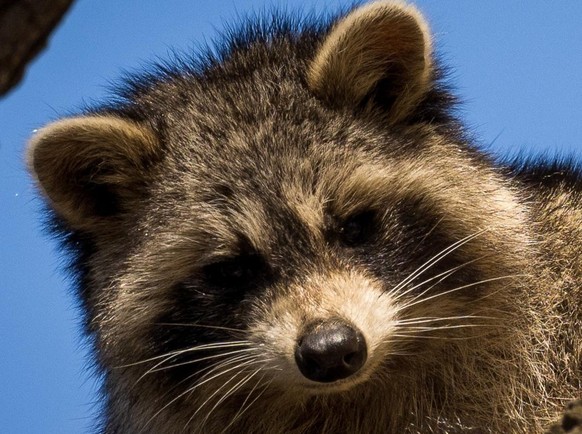 cute news tier waschbär
https://www.reddit.com/r/Raccoons/comments/12r3ido/a_young_friend_in_a_tree/