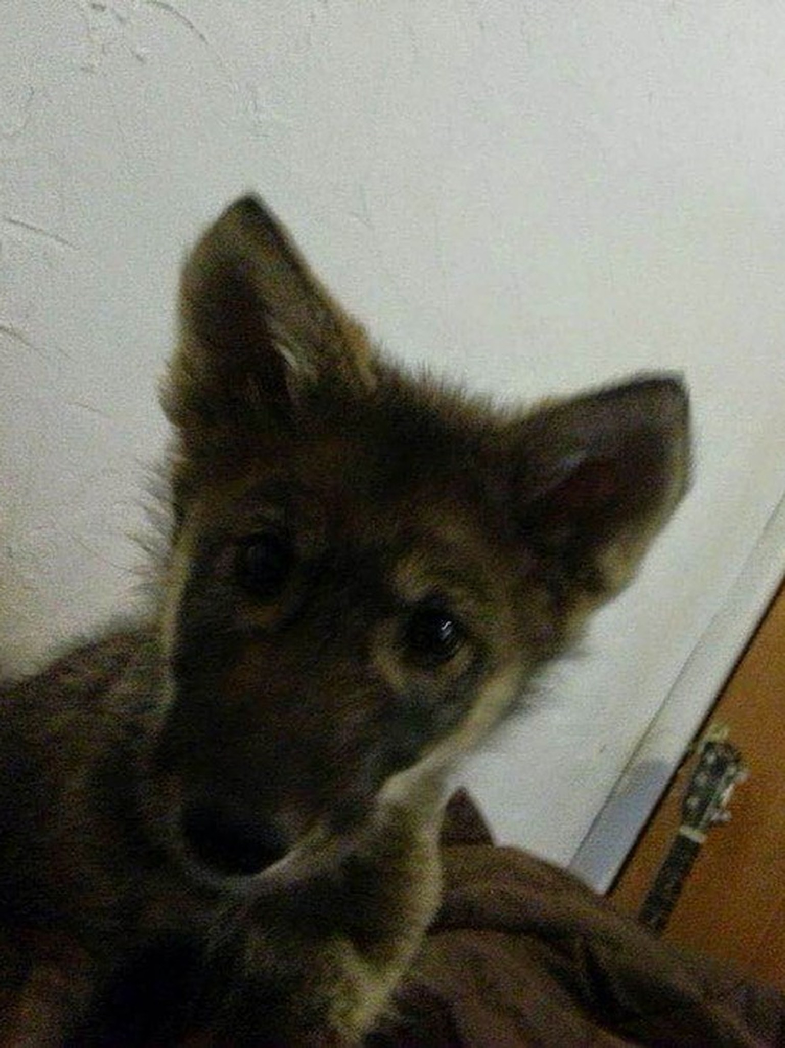 Student Adoptiert Versehentlich Einen Wolf Watson