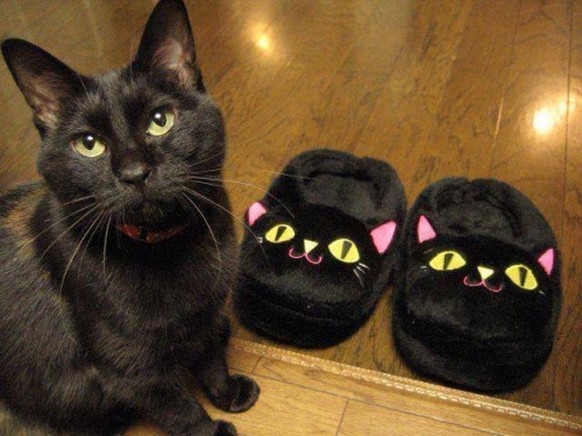 Schwarze Katze und schwarze Katzenpantoffeln