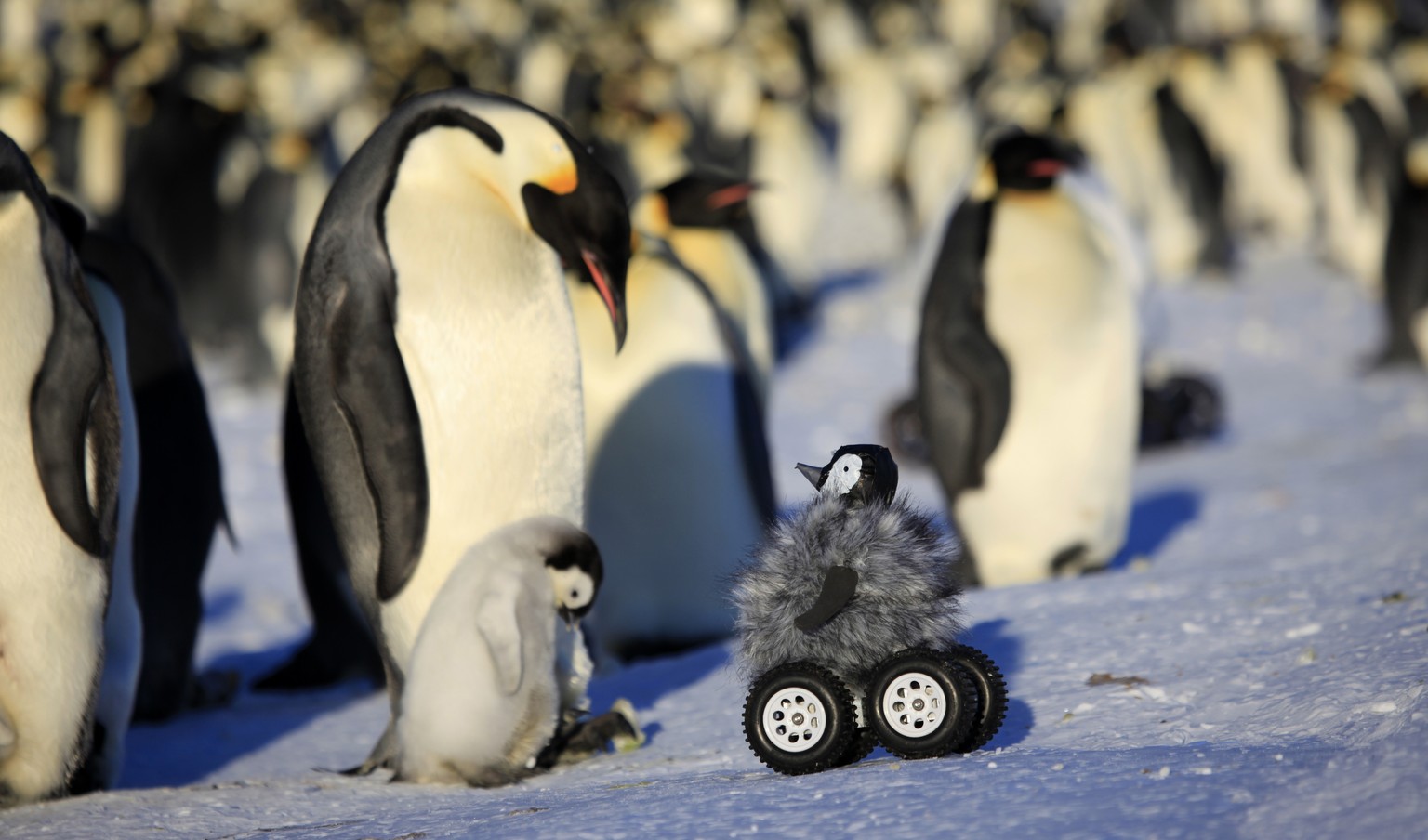 Weniger Stress für Pinguine: Als Pinguinküken verkleideter Roboter.