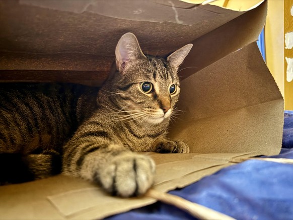 cute news tier katze

https://www.reddit.com/r/IfIFitsISits/comments/1qbfi5u/cat_in_a_bag/