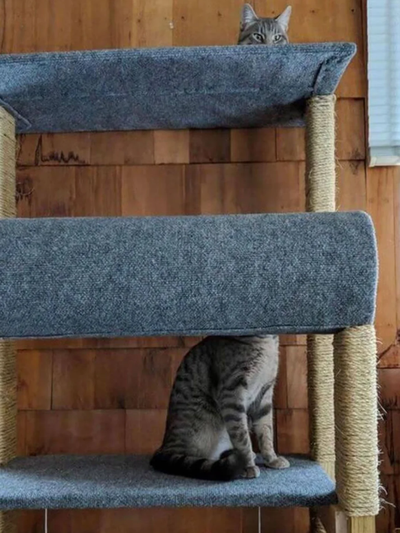 Optische Täuschung: Katzenbaum als Teleporter