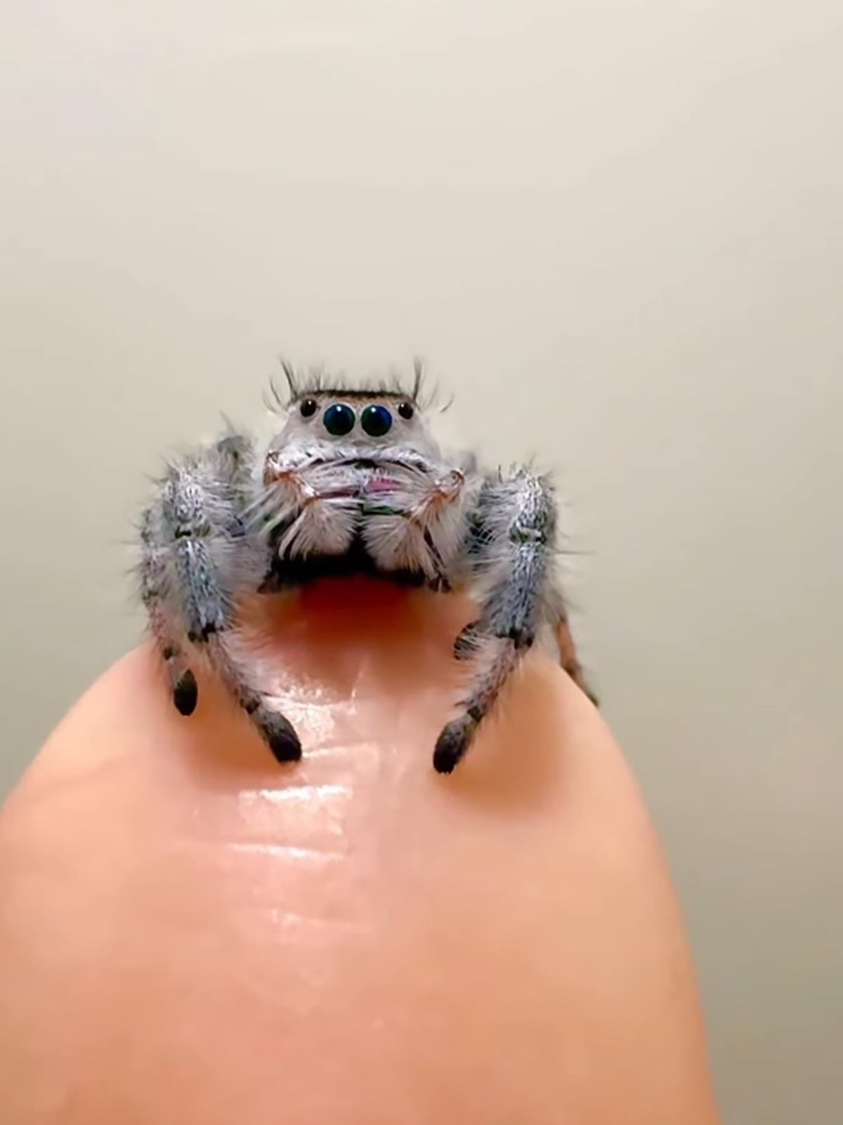 Mini Spinne. Kleine Spinne auf Finger.

https://www.instagram.com/reel/DPW8AijjRU3/?utm_source=ig_web_copy_link&amp;amp;stkn=MzRlODBiNWFlZA==