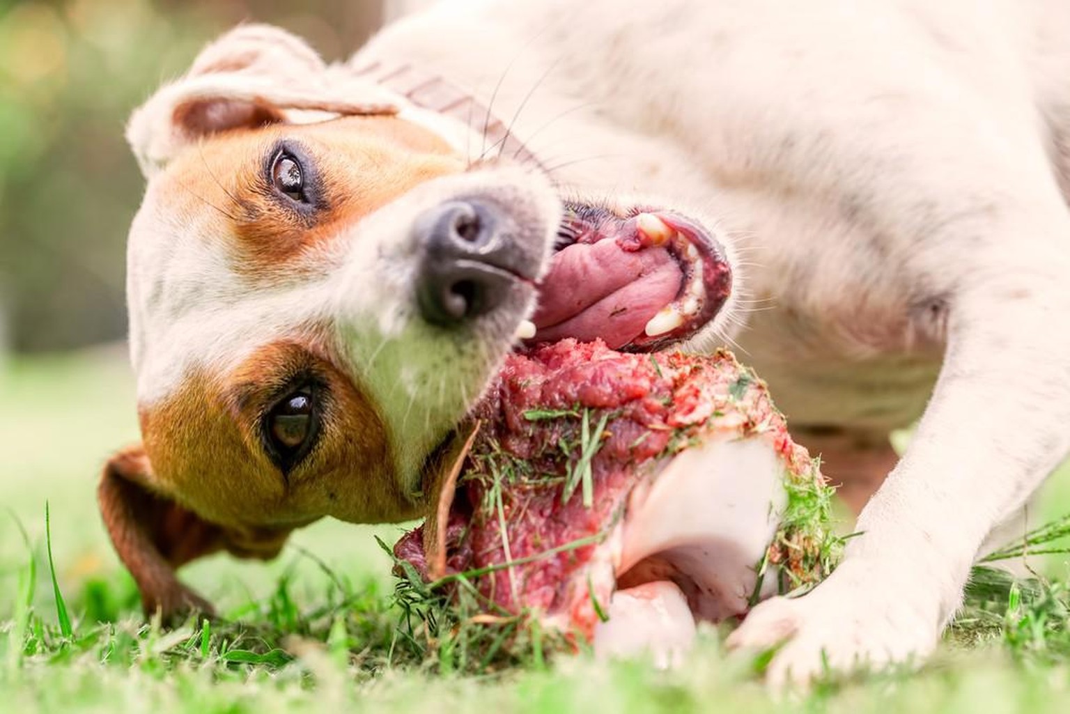 Hund mit Knochen, Hundefutter, BARF, barfen