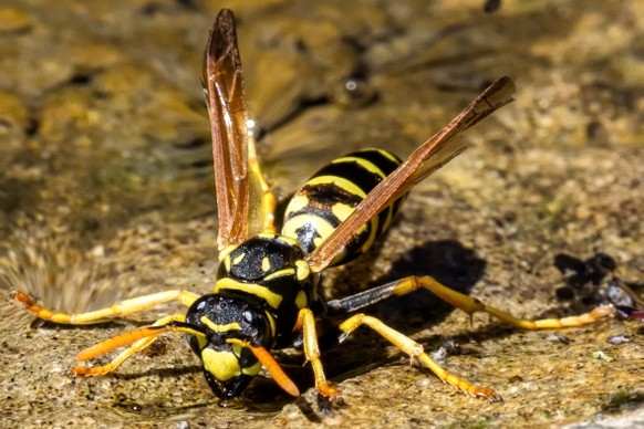 Die Königinnen sind früh erwacht: Wie extrem der Wespensommer wird, enscheidet sich bald
Wespen bestäuben auch Blüten und sorgen dafür, dass es genügend Obst für uns gibt. Ausserdem fressen sie haufen ...