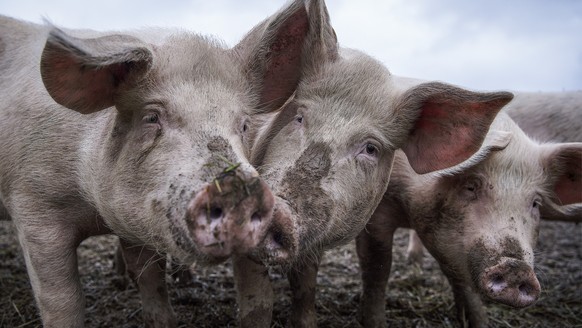 ARCHIVBILD ZUR MITTEILUNG DER WAK-N ZUR MASSENTIERHALTUNGSINITIATIVE, AM MITTWOCH, 20. OKTOBER 2021 - Schweine auf dem Gutsbetrieb Massnahmenzentrum Kalchrain, am Mittwoch, 13. Juni 2018 in Huettwilen ...