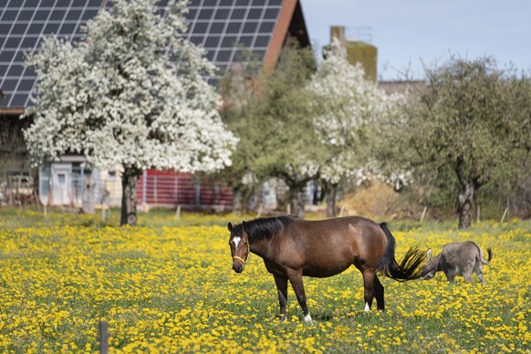 Ein Pferd und ein Esel grasen auf eine Blumenwiese neben bluehenden Hochstamm-Obstbaeumen am Freitag, 5. April 2024 in Uster. (KEYSTONE/Gaetan Bally)