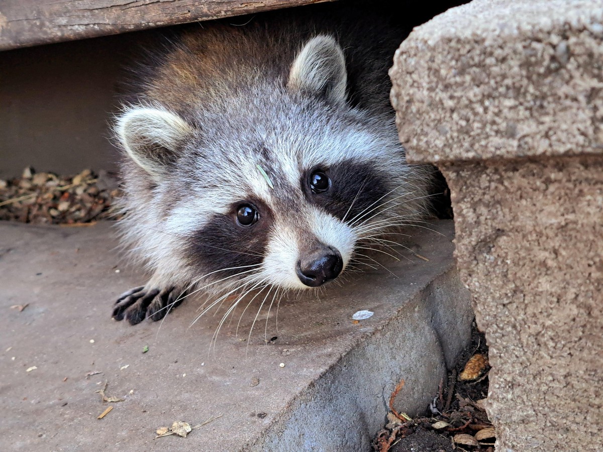 cute news tier waschbär

https://www.reddit.com/r/Raccoons/comments/1j84m3o/warm_weather_more_sightings/