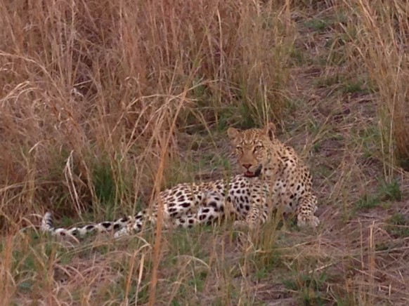 Schöne Überraschung nach drei Stunden Planung der Safari und vier Stunden Anfahrt: Ein Leopard fünf Meter vor uns.
