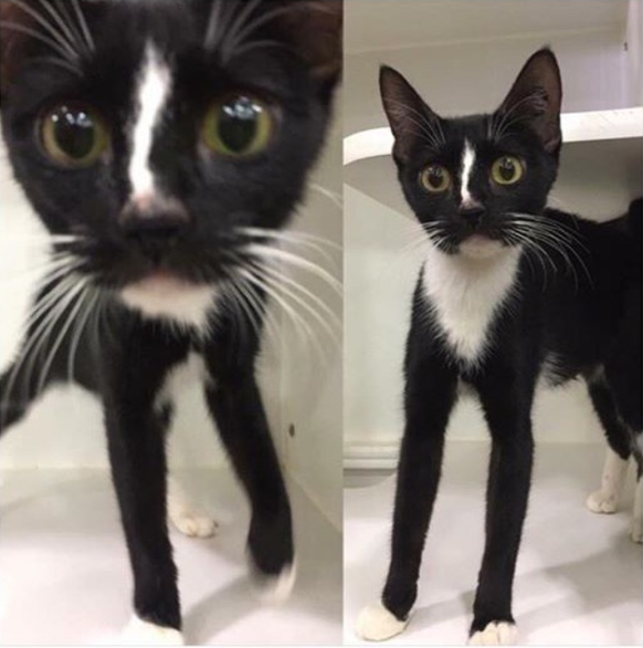 Katze mit langen Beinen.
Cute News
https://imgur.com/gallery/yHkmR