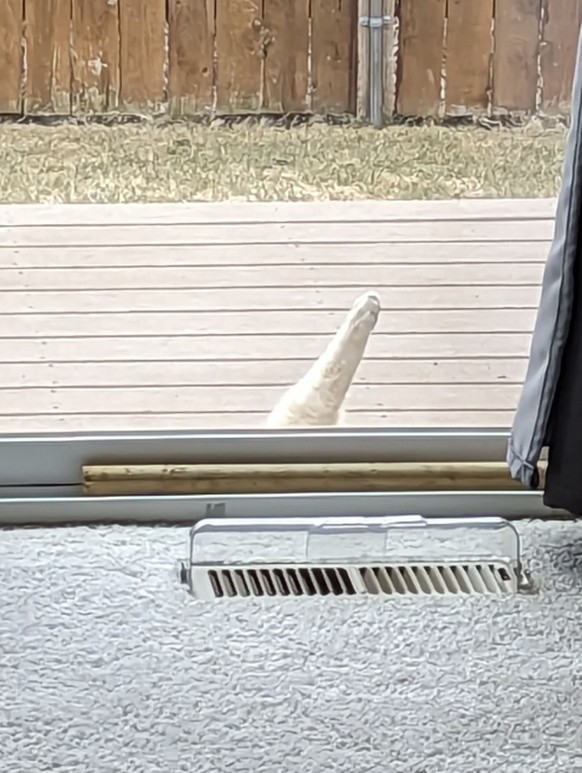 Die lustigsten weissen Beine