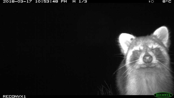 Cute News: Wildtierkamera