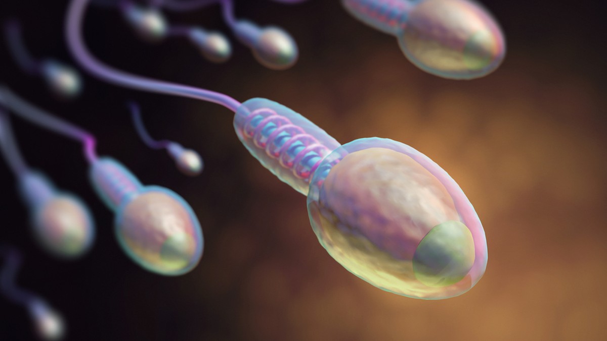 Sperma, Spermien