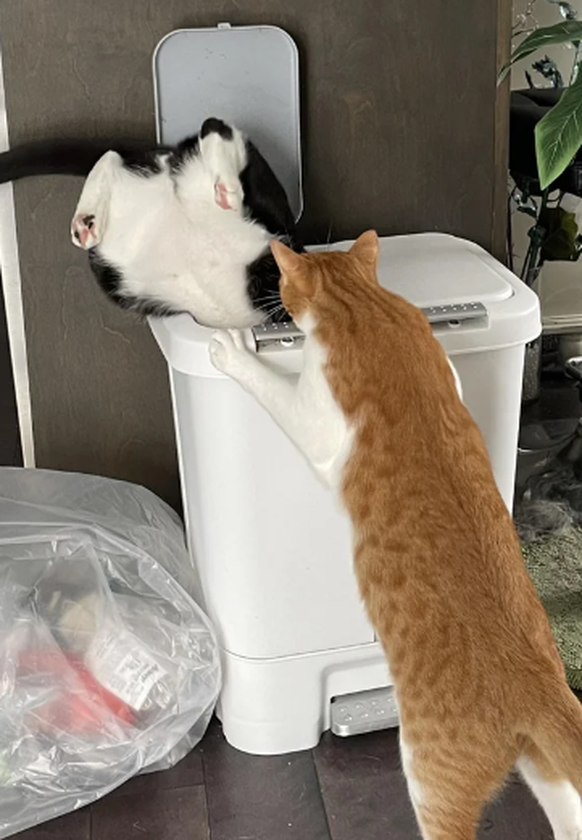 Die lustigsten Fails der Woche: Katze