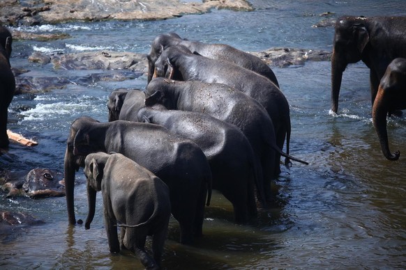 cute news tier elefant

https://www.reddit.com/r/Elephants/comments/1c6scec/elephant_family/