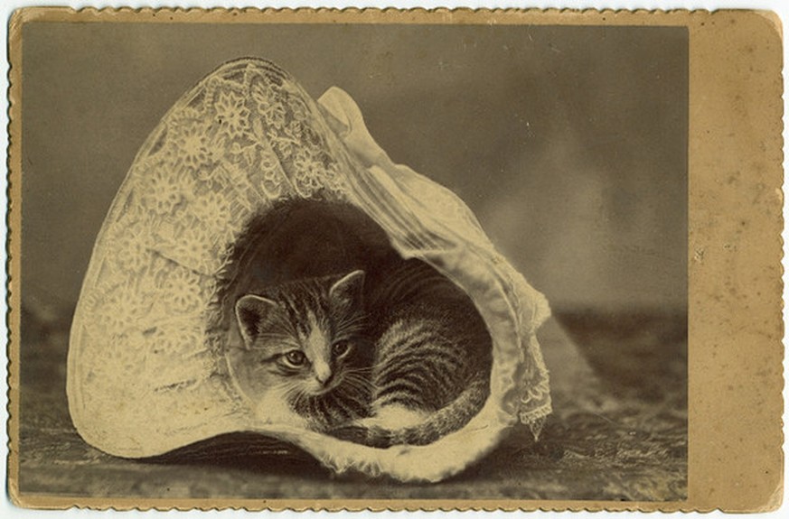 10 Beweise, dass früher alles besser war (zumindest für Katzen)