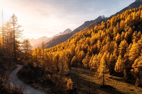 Herbst in der Schweiz Blattverfärbung Bäume Buche Birke Ahorn Lärche