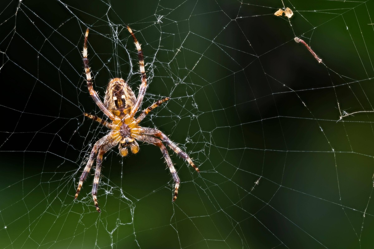 Gartenkreuzspinne Araneus diadematus, Unterseite, im Spinnennetz, Deutschland, Europa *** Garden spider araneus diadematus , Bottom, at Spider web, Germany, Europe Copyright: imageBROKER/WilfriedxMart ...
