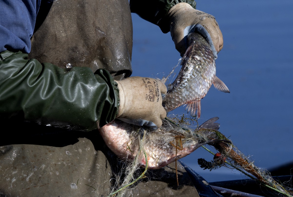 epa11118233 A Fishermsn collects his catch from his net at Dojran Lake in Dojran, Republic of North Macedonia, 01 February 2024. About 20 years ago, Dojran Lake was on the brink of an ecological disas ...