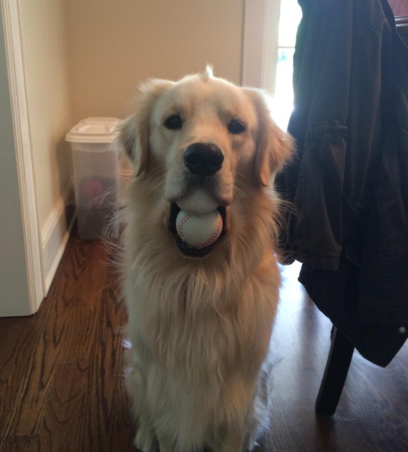 Hund mit zwei Baseballs im Mund
Cute News
https://imgur.com/gallery/XgbZdeA