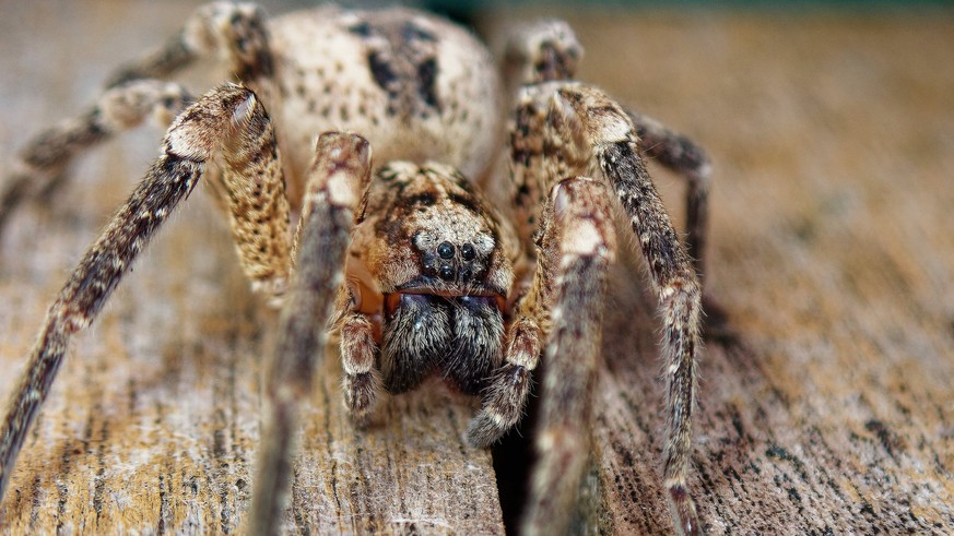 Nosferatu-Spinne, Nosferatuspinne Zoropsis spinimana, Vorderansicht, Deutschland Spiny false wolf-spider Zoropsis spinimana, front view, Germany BLWS719416 *** Nosferatu Spider, Nosferatus spider Zoro ...