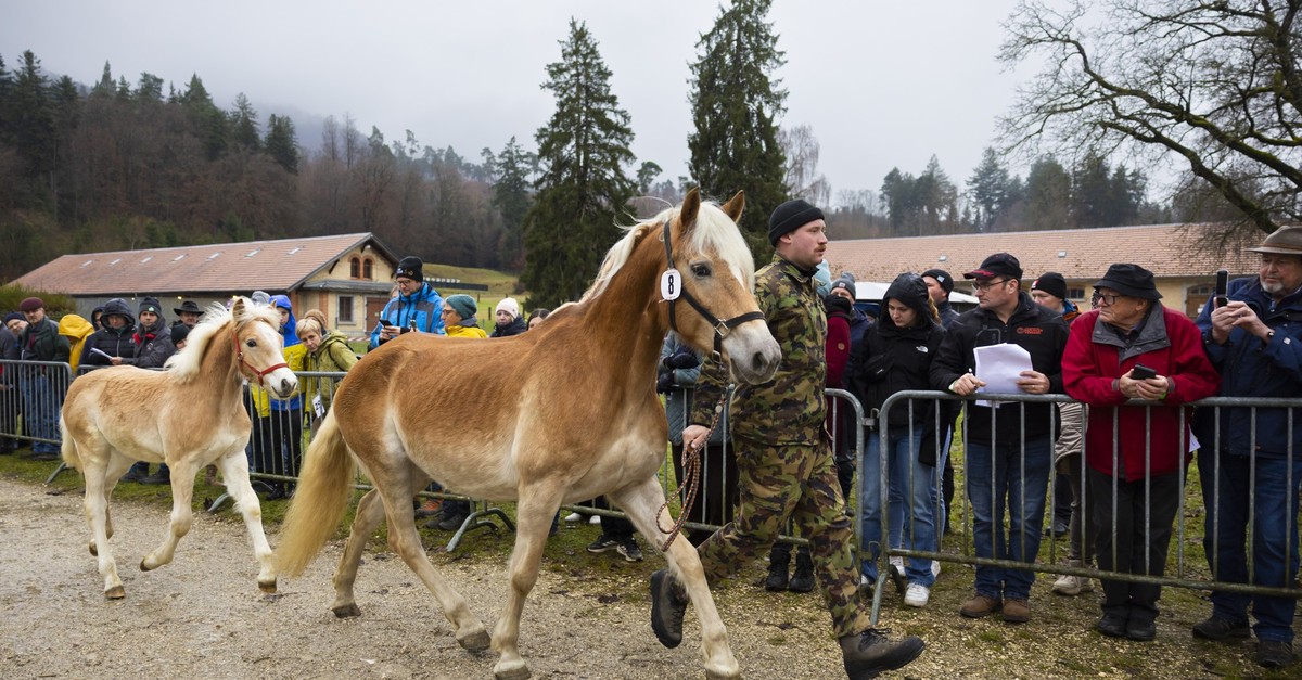 -zu-spottpreisen-schweizer-tierschutz-kritisiert-versteigerung-der-ramiswiler-pferde