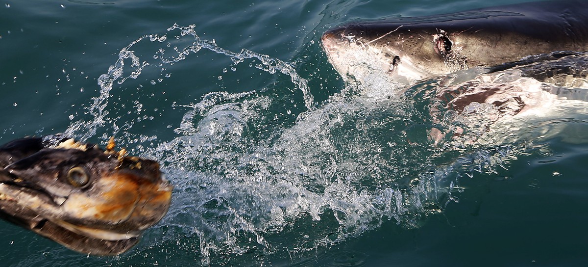 In this Thursday, Aug. 11, 2016, photo, a great white shark tries to bite a fish head being trolled though the water as researchers chum the ocean looking for sharks off Gansbaai, South Africa. Extens ...