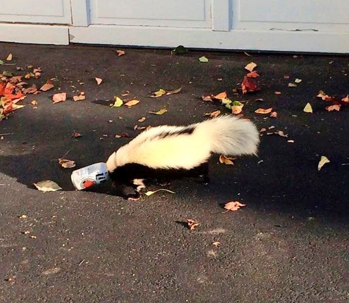 This photo taken Sunday, Sept. 14, 2014, in Oxford, Ohio, by police officer Matt Hatfield and provided by the Oxford police department, shows a skunk with it's head stuck in a beer can near a fra ...