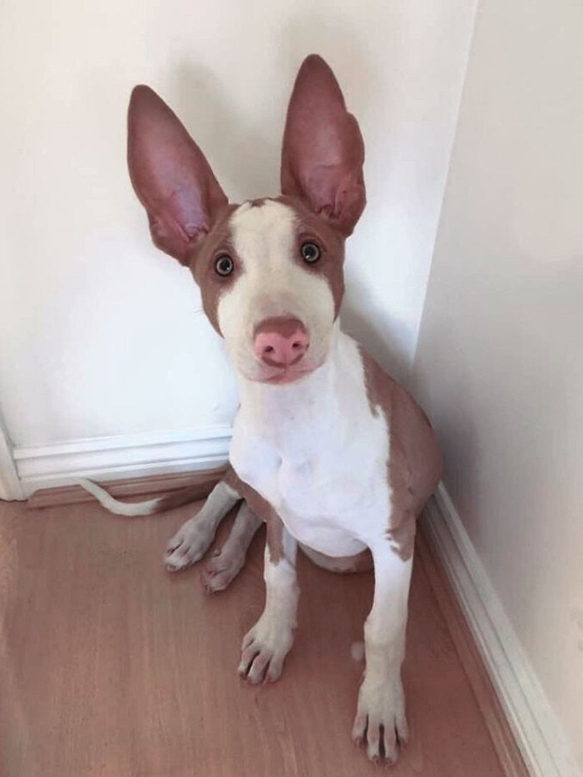 cute news tier mit grossen ohren hund

https://www.reddit.com/r/aww/comments/bykile/when_do_you_think_her_ears_will_stop_growing/