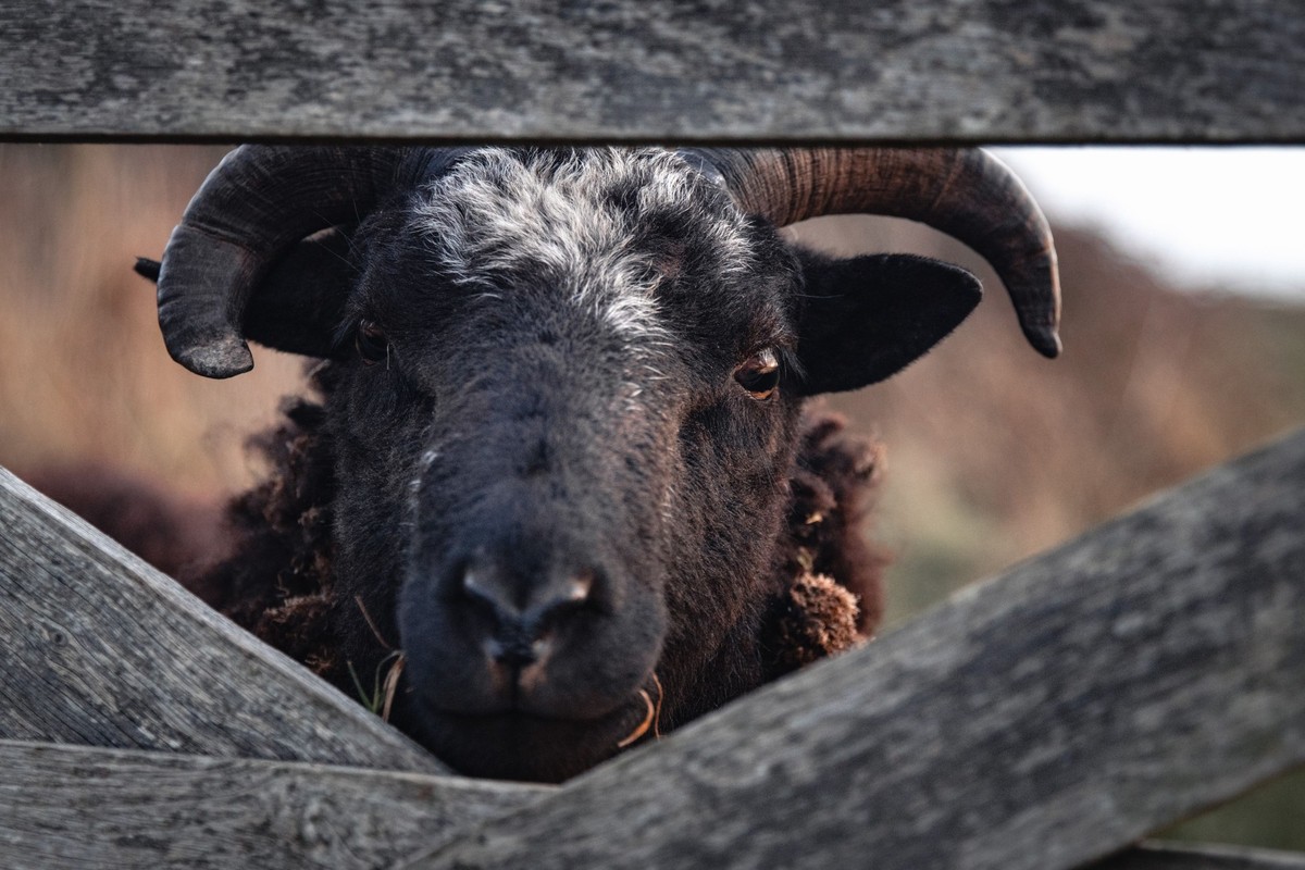 A closeup of a Hebridean sheep standing behind a wooden fence, looking up over the top xkwx animal black country farm fence gaze goat grass hebridean looking meadow outdoors pasture profile rural shee ...