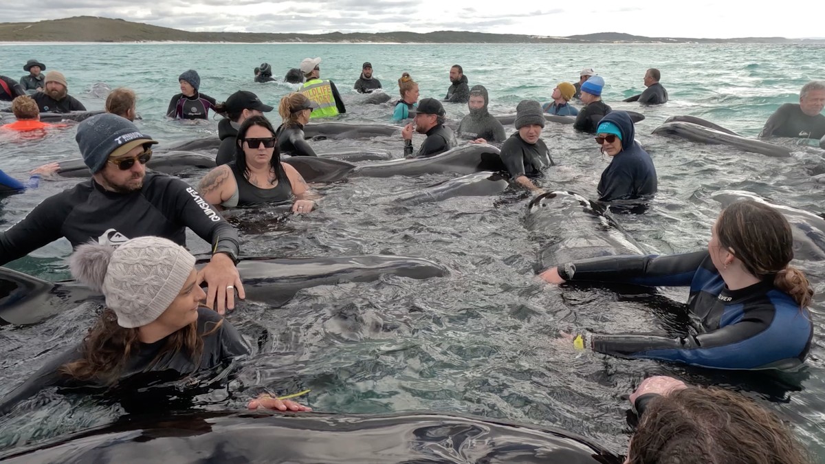 epa10768978 A handout photo made available by Western Australia's state Department of Biodiversity, Conservation and Attractions shows volunteers working to keep a pod of long-finned pilot whales ...