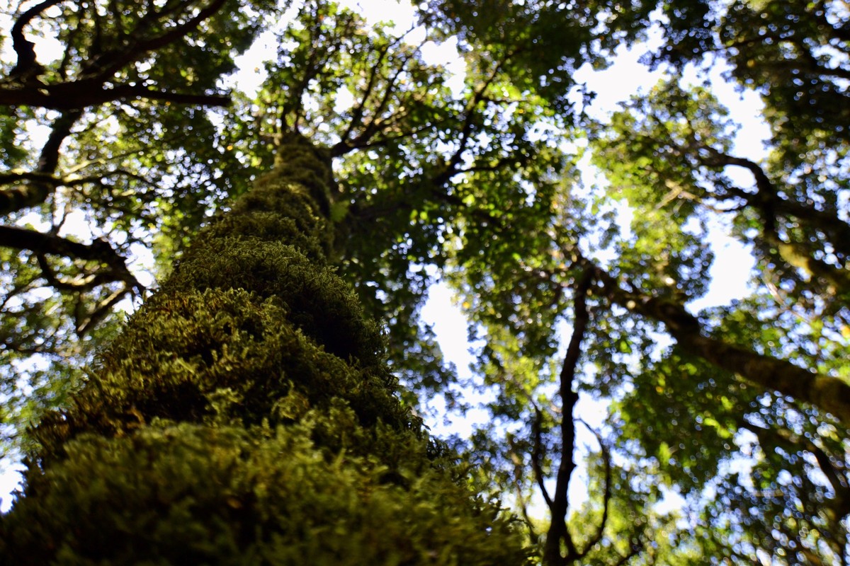 epa08451478 General view of Bosque de Laurisilva (Laurel Forest) in Garajonay National Park, La Gomera island, Canary Islands, Spain 28 May 2020 in May 2020 (issued 29 May 2020). As several thousand o ...