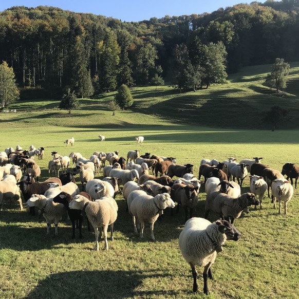 Rennvelo Winterthur und Umgebung