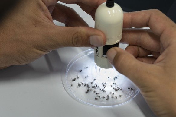 ZUR FORSCHUNG DER FACHHOCHSCHULE DER ITALIENISCHEN SCHWEIZ, SUPSI, GEGEN DIE INVASIVE TIGERMUECKE UND DEM HEUTIGEN KEYSTONE-SDA-TEXT STELLEN WIR IHNEN FOLGENDES BILD ZUR VERFUEGUNG. WEITERE BILDER FIN ...