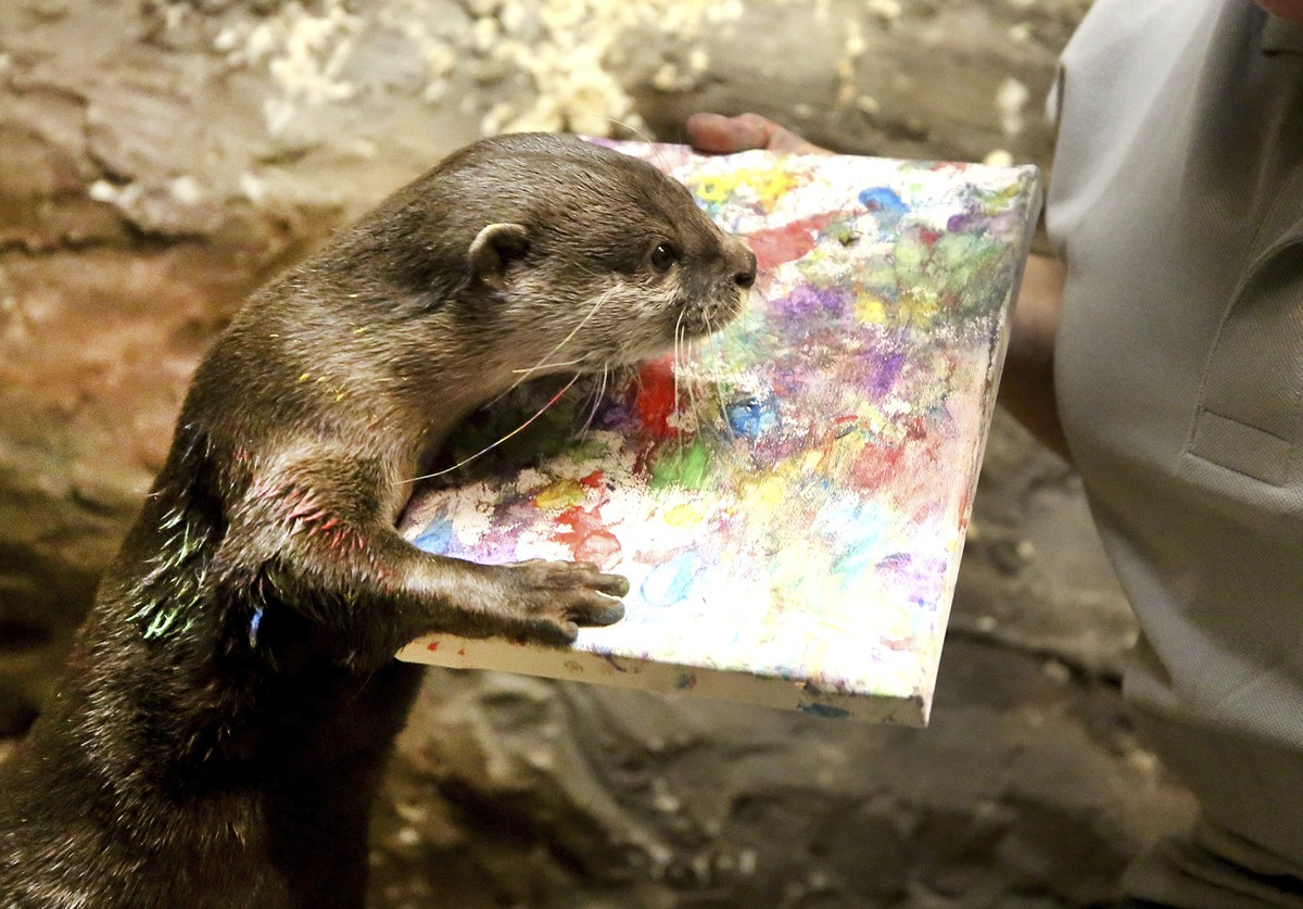 Oriental small-clawed otter 'Otis' paints a picture at the zoo in Gelsenkirchen, Germany, Wednesday, Dec. 13, 2017. (Roland Weihrauch/dpa via AP)