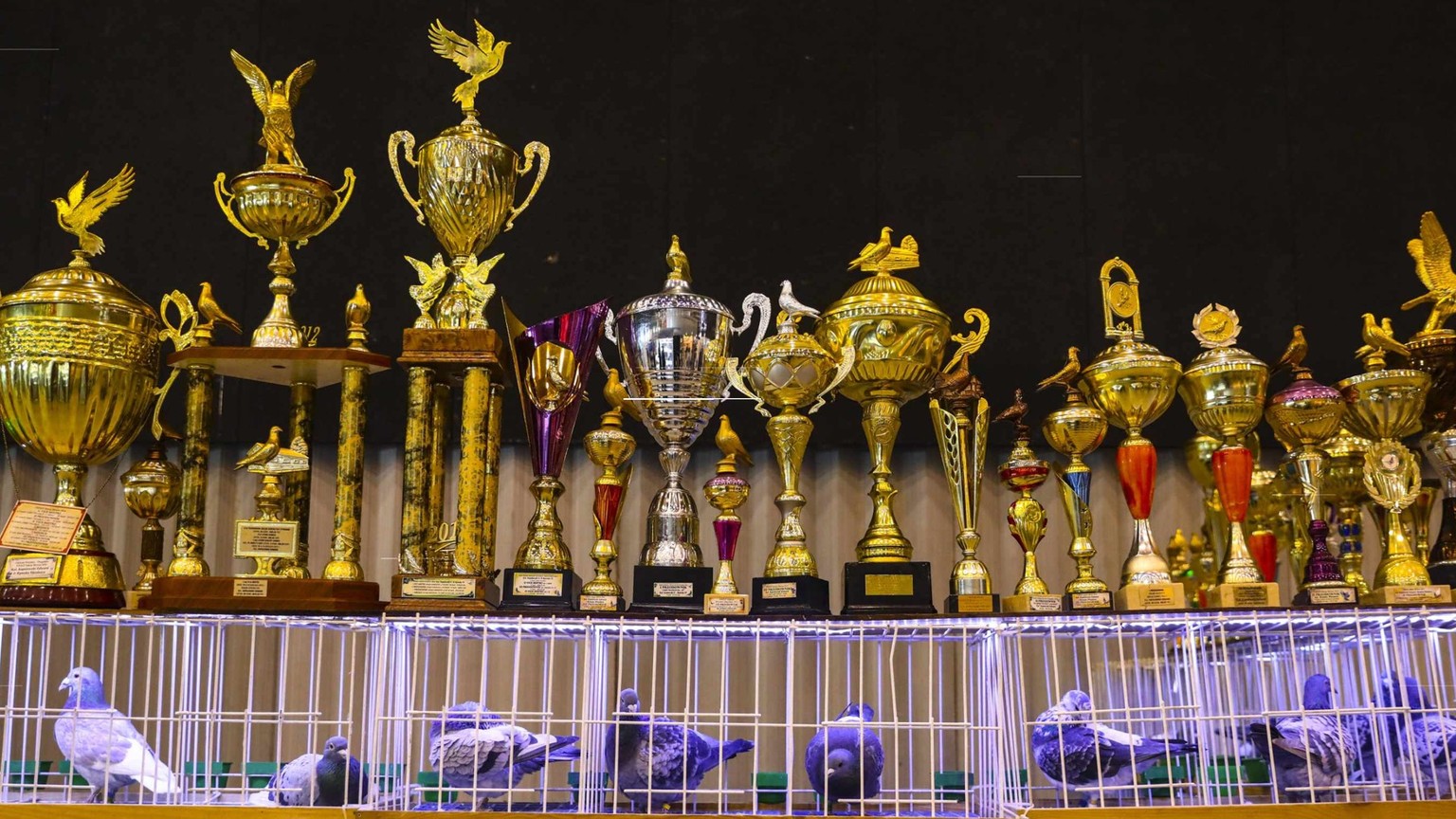 IMAGO / NurPhoto

70th National Exhibition Of Racing Pigeons In Poland Pigeons and awards are seen at the 70th National Exhibition of Racing Pigeons as part of the 13th edition of the International Tr ...